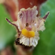 Blütenfoto Orobanche hederae
