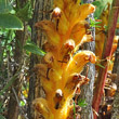 Blütenfoto Orobanche lucorum