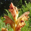 Blütenfoto Orobanche teucrii