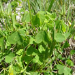 Blätterfoto Oxalis dillenii