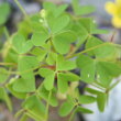 Blätterfoto Oxalis stricta