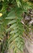 Blätterfoto Oxytropis campestris