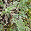 Blätterfoto Oxytropis halleri subsp. velutina