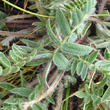 Foto von Besonderheit Oxytropis halleri subsp. velutina