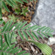 Blätterfoto Oxytropis pilosa