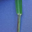 Blätterfoto Panicum dichotomiflorum