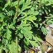 Blätterfoto Papaver croceum