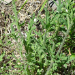 Blätterfoto Papaver dubium subsp. lecoqii
