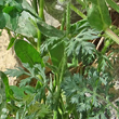 Blätterfoto Papaver hybridum