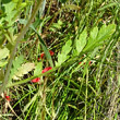 Blätterfoto Papaver rhoeas