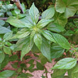 Blätterfoto Parietaria officinalis