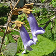 Blütenfoto Paulownia tomentosa