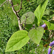 Blätterfoto Paulownia tomentosa