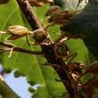 Fruchtfoto Paulownia tomentosa