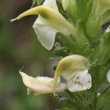 Portraitfoto Pedicularis elongata
