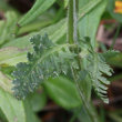 Blätterfoto Pedicularis elongata