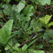 Stängel-/Stammfoto Pedicularis elongata