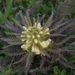 Foto von Besonderheit Pedicularis foliosa