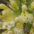 Blütenfoto Pedicularis foliosa
