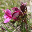 Blütenfoto Pedicularis kerneri