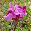 Blütenfoto Pedicularis rostratocapitata
