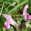Blütenfoto Pedicularis sylvatica