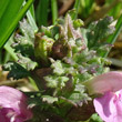 Blätterfoto Pedicularis sylvatica