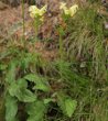 Habitusfoto Pedicularis tuberosa