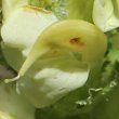 Blütenfoto Pedicularis tuberosa
