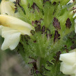 Foto von Besonderheit Pedicularis tuberosa