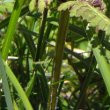 Stängel-/Stammfoto Pedicularis verticillata