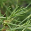 Blätterfoto Petrorhagia saxifraga