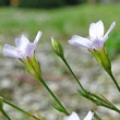 Blütenfoto Petrorhagia saxifraga