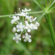 Blütenfoto Peucedanum cervaria