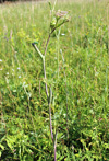 Habitusfoto Peucedanum cervaria