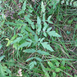 Blätterfoto Peucedanum cervaria