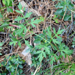 Blätterfoto Peucedanum oreoselinum