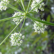 Blütenfoto Peucedanum oreoselinum