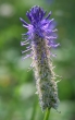 Foto von Besonderheit Phyteuma betonicifolium