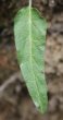 Blätterfoto Phyteuma betonicifolium