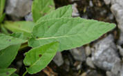 Blätterfoto Phyteuma orbiculare