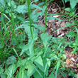 Blätterfoto Phyteuma ovatum