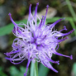 Blütenfoto Phyteuma scheuchzeri