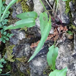 Blätterfoto Phyteuma scheuchzeri
