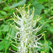 Blütenfoto Phyteuma spicatum