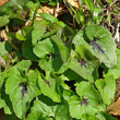 Blätterfoto Phyteuma spicatum