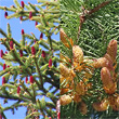 Blütenfoto Picea abies
