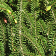 Blätterfoto Picea abies