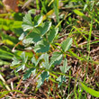Blätterfoto Pimpinella saxifraga