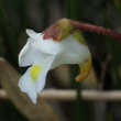 Blütenfoto Pinguicula alpina